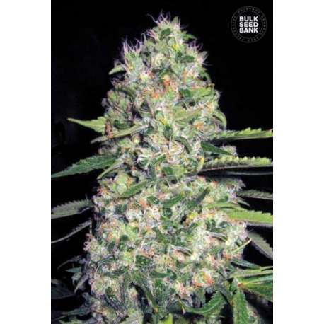 5 UND FEM - AUTO JACK HAIR * BULK SEED 5 UND