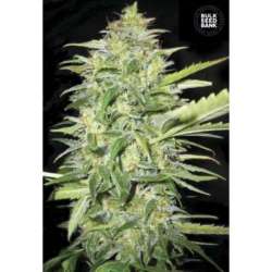 5 UND FEM - AUTO LIME SKUNK * BULK SEED 5 UND FEM