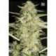 5 UND FEM - AUTO LOVERYDER * BULK SEED 5 UND FEM