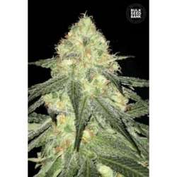 5 UND FEM - AUTO SOUR DIESEL * BULK SEED 5 UND FEM