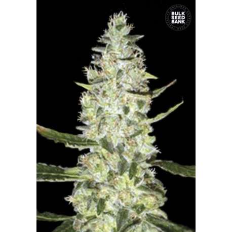 5 UND FEM - AUTO SPECIAL SKUNK * BULK SEED 5 UND FEM