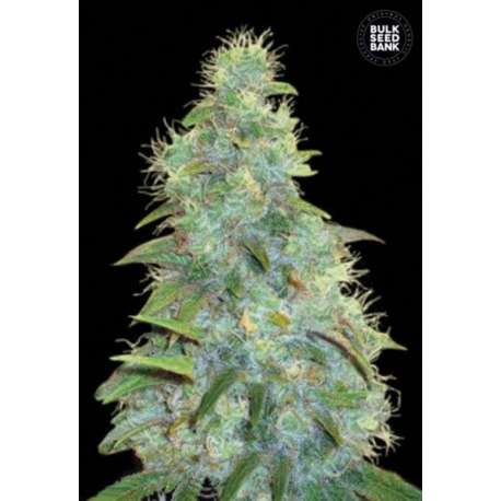 5 UND FEM - AUTO SWEET TOOTH * BULK SEED 5 UND FEM