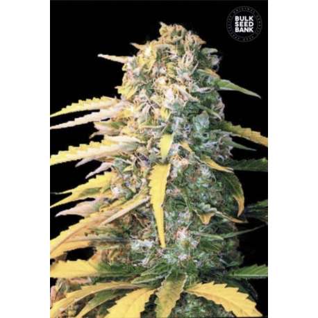 5 UND FEM - AUTO WHITE WIDOW * BULK SEED 5 UND FEM