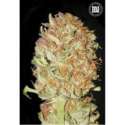 5 UND FEM - AUTO PSYCHEDELIC * BULK SEED 5 UND FEM