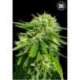 5 UND FEM - CBD GOOD WILD SHARK * BULK SEED 5 UND FEM