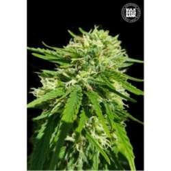 5 UND FEM - CBD GOOD WILD SHARK * BULK SEED 5 UND FEM