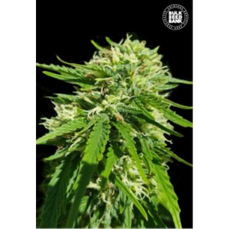 5 UND FEM - CBD GOOD WILD SHARK * BULK SEED 5 UND FEM