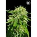 5 UND FEM - CBD GOOD WILD SHARK * BULK SEED 5 UND FEM
