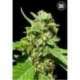 5 UND FEM - CBD NEPAL GOLD * BULK SEED 5 UND FEM