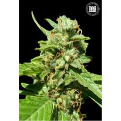 5 UND FEM - CBD NEPAL GOLD * BULK SEED 5 UND FEM