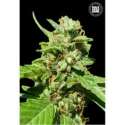 5 UND FEM - CBD NEPAL GOLD * BULK SEED 5 UND FEM
