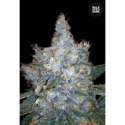 100 UND FEM - AUTO BLUEBERRY BERRY * BULK SEED 100 UND FEM