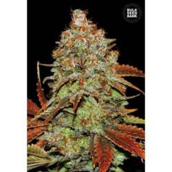 100 UND FEM - AUTO BUBBLEGUM EXTRA * BULK SEED 100 UND FEM