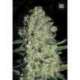100 UND FEM - AUTO CHRONICAL * BULK SEED 100 UND FEM