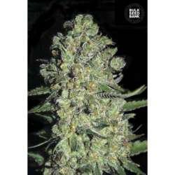 100 UND FEM - AUTO CHRONICAL * BULK SEED 100 UND FEM