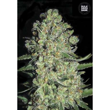 100 UND FEM - AUTO CHRONICAL * BULK SEED 100 UND FEM