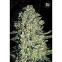 100 UND FEM - AUTO CHRONICAL * BULK SEED 100 UND FEM