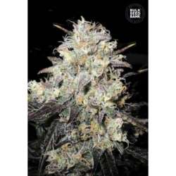 100 UND FEM - AUTO COCOPOPO * BULK SEED 100 UND FEM