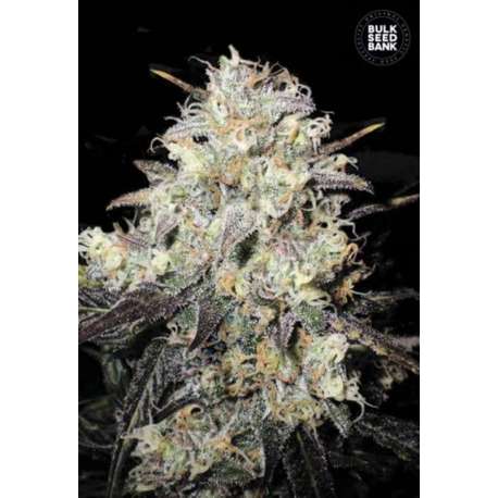 100 UND FEM - AUTO COCOPOPO * BULK SEED 100 UND FEM