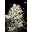100 UND FEM - AUTO COCOPOPO * BULK SEED 100 UND FEM