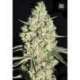 100 UND FEM - AUTO CRITICAL * BULK SEED 100 UND FEM