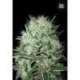100 UND FEM - AUTO DEVIL KISS * BULK SEED 100 UND FEM
