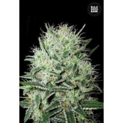 100 UND FEM - AUTO DEVIL KISS * BULK SEED 100 UND FEM