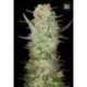100 UND FEM - AUTO DUBAI POISON * BULK SEED 100 UND FEM