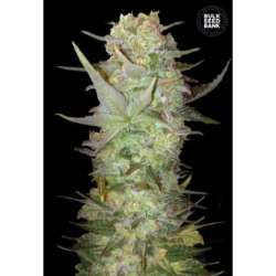 100 UND FEM - AUTO DUBAI POISON * BULK SEED 100 UND FEM