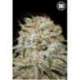 100 UND FEM - AUTO EAST RYDER * BULK SEED 100 UND FEM