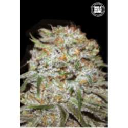 100 UND FEM - AUTO EAST RYDER * BULK SEED 100 UND FEM