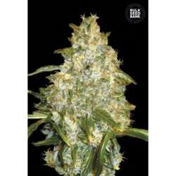 100 UND FEM - AUTO GOOD WILD SHARK * BULK SEED 100 UND