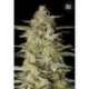 100 UND FEM - AUTO HINDU KUSH * BULK SEED 100 UND