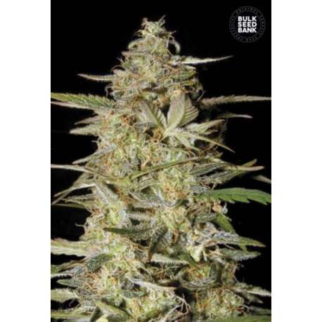 100 UND FEM - AUTO HINDU KUSH * BULK SEED 100 UND