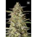 100 UND FEM - AUTO HINDU KUSH * BULK SEED 100 UND