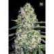 100 UND FEM - AUTO JACK HAIR * BULK SEED 100 UND