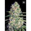 100 UND FEM - AUTO JACK HAIR * BULK SEED 100 UND
