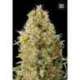 100 UND FEM - AUTO KALI'S MISTERY * BULK SEED 100 UND FEM