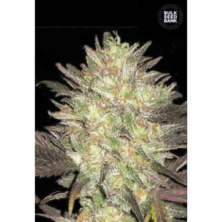 100 UND FEM - AUTO LAVENDER BEST * BULK SEED 100 UND FEM