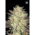100 UND FEM - AUTO LAVENDER BEST * BULK SEED 100 UND FEM