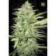 100 UND FEM - AUTO LIME SKUNK * BULK SEED 100 UND FEM