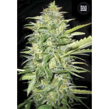 100 UND FEM - AUTO LIME SKUNK * BULK SEED 100 UND FEM
