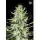100 UND FEM - AUTO MAZAR EXTRA * BULK SEED 100 UND FEM