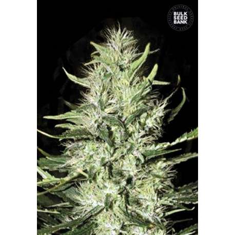 100 UND FEM - AUTO MAZAR EXTRA * BULK SEED 100 UND FEM