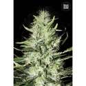 100 UND FEM - AUTO MAZAR EXTRA * BULK SEED 100 UND FEM