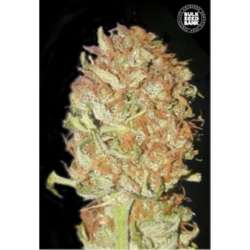 100 UND FEM - AUTO PSYCHEDELIC * BULK SEED 100 UND FEM