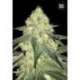 100 UND FEM - AUTO SOUR DIESEL * BULK SEED 100 UND FEM