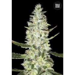 100 UND FEM - AUTO SPECIAL SKUNK * BULK SEED 100 UND FEM