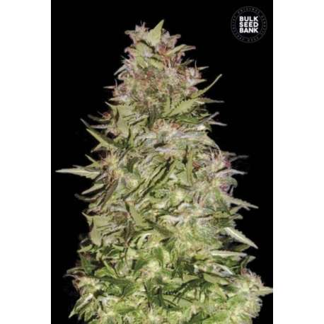 100 UND FEM - AUTO WHITE PRUSSIAN * BULK SEED 100 UND FEM