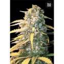 100 UND FEM - AUTO WHITE WIDOW * BULK SEED 100 UND FEM